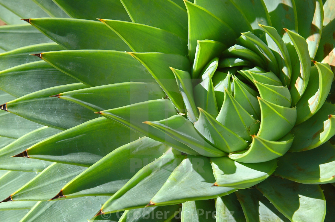 Spiral Aloe Vera